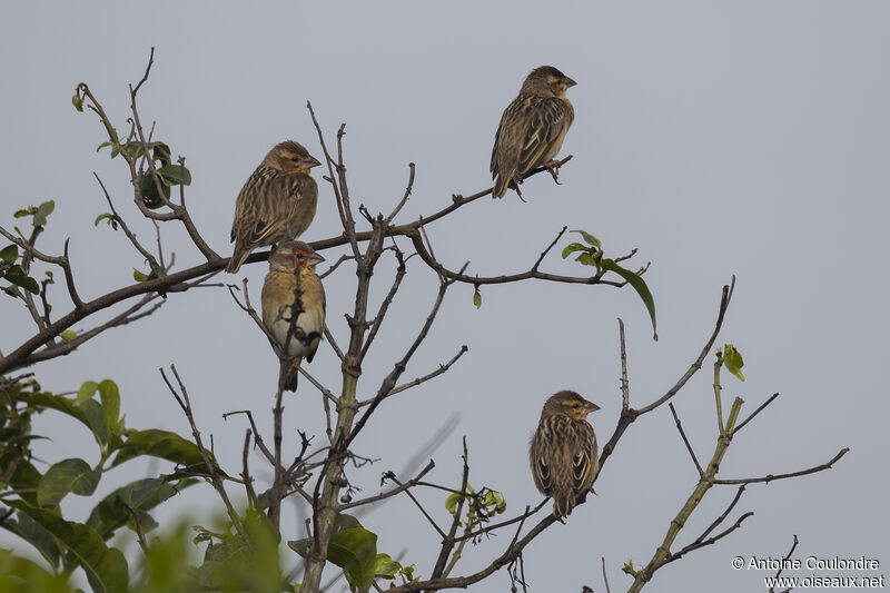 Red-headed Queleaadult transition