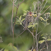 Red-headed Quelea