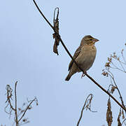 Red-headed Quelea