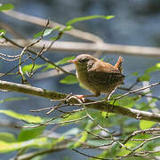 Eurasian Wren