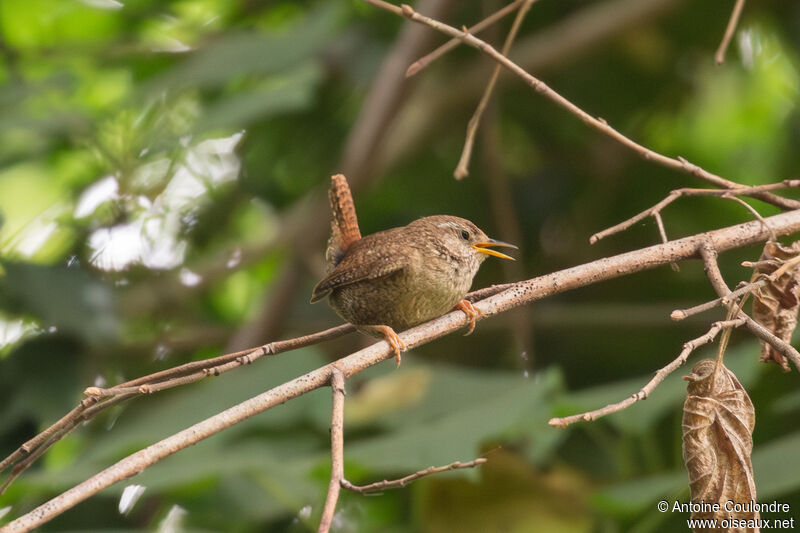 Eurasian Wrenadult