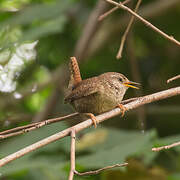 Eurasian Wren