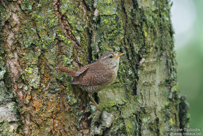 Eurasian Wrenadult