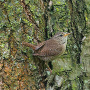 Eurasian Wren