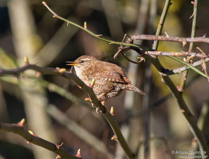 Eurasian Wrenadult