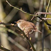 Eurasian Wren