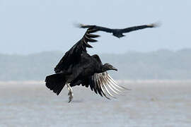 Black Vulture