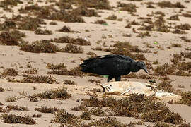 Black Vulture