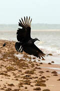 Black Vulture