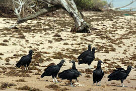 Black Vulture