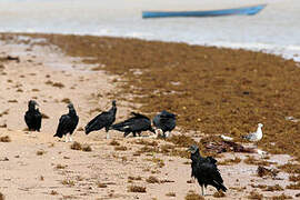 Black Vulture