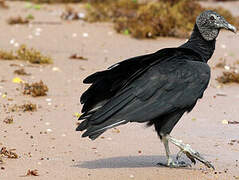 Black Vulture