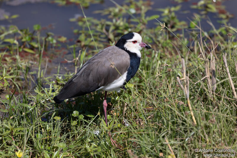 Vanneau à ailes blanchesadulte