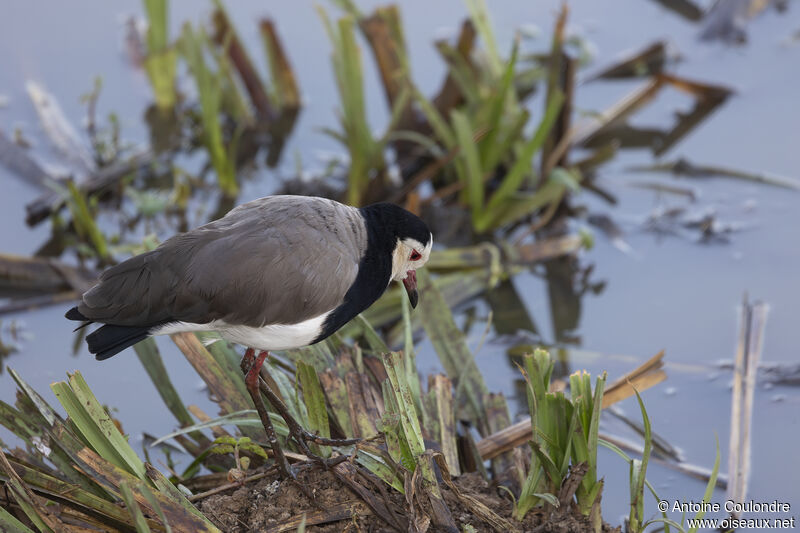 Vanneau à ailes blanchesadulte