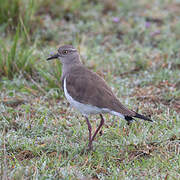 Black-winged Lapwing