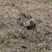 Black-winged Lapwing