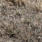 Black-winged Lapwing