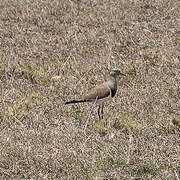 Black-winged Lapwing