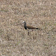 Black-winged Lapwing