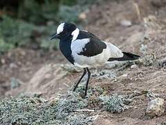 Blacksmith Lapwing