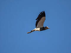 Blacksmith Lapwing