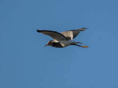 Blacksmith Lapwing