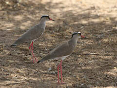 Crowned Lapwing