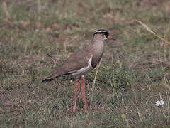 Crowned Lapwing