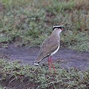 Crowned Lapwing