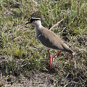 Crowned Lapwing