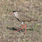 Crowned Lapwing