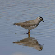 Spot-breasted Lapwing