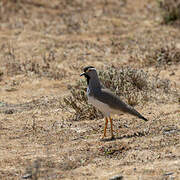 Spot-breasted Lapwing