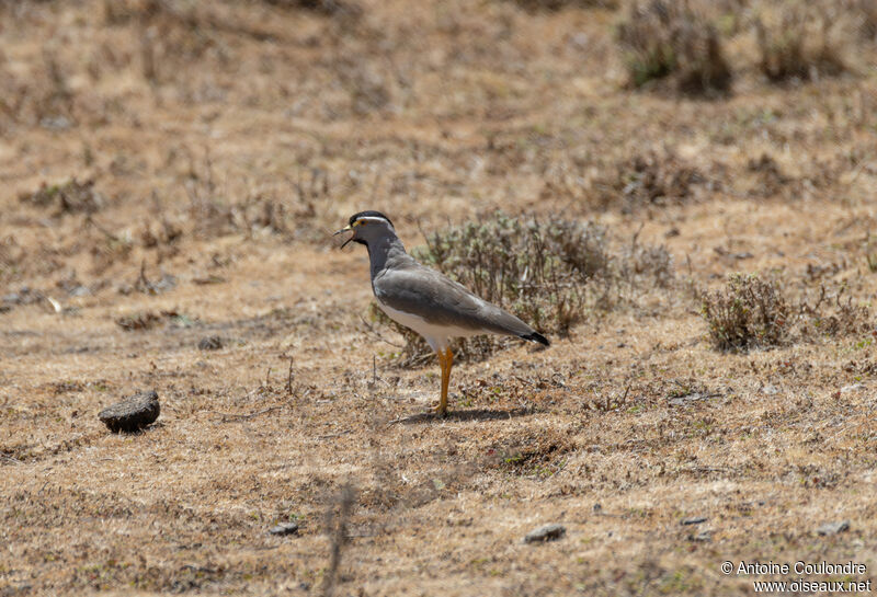 Vanneau d'Abyssinieadulte, chant