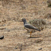 Spot-breasted Lapwing