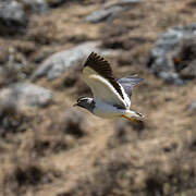 Spot-breasted Lapwing