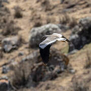 Spot-breasted Lapwing