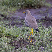 African Wattled Lapwing