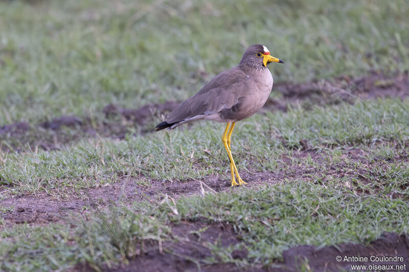 African Wattled Lapwingadult