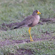 African Wattled Lapwing