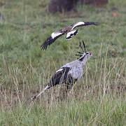 African Wattled Lapwing