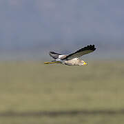 African Wattled Lapwing