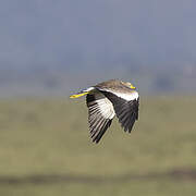 African Wattled Lapwing