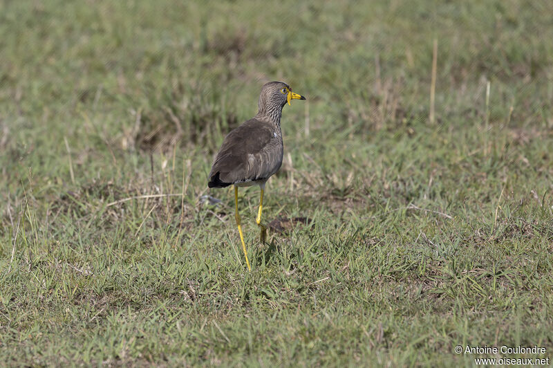 African Wattled Lapwingadult