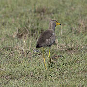 African Wattled Lapwing