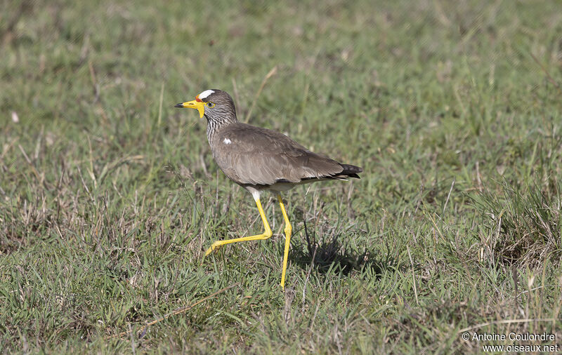 African Wattled Lapwingadult