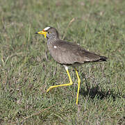 African Wattled Lapwing