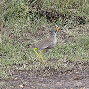 African Wattled Lapwing