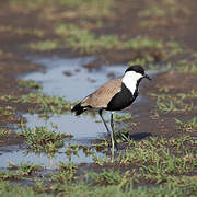 Spur-winged Lapwing