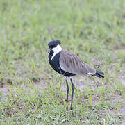 Spur-winged Lapwing